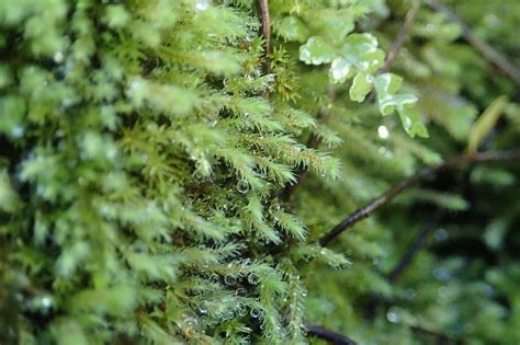 苔蘚介紹|苔蘚(最低等的高等植物):起源演化,形態特徵,概括性特。